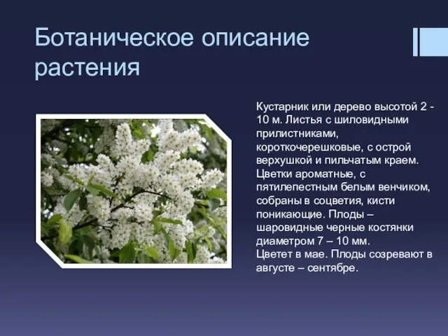 Ботаническое описание растения Кустарник или дерево высотой 2 - 10 м. Листья с