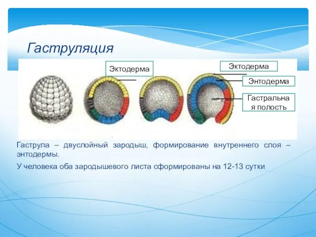 Гаструла – двуслойный зародыш, формирование внутреннего слоя – энтодермы. У