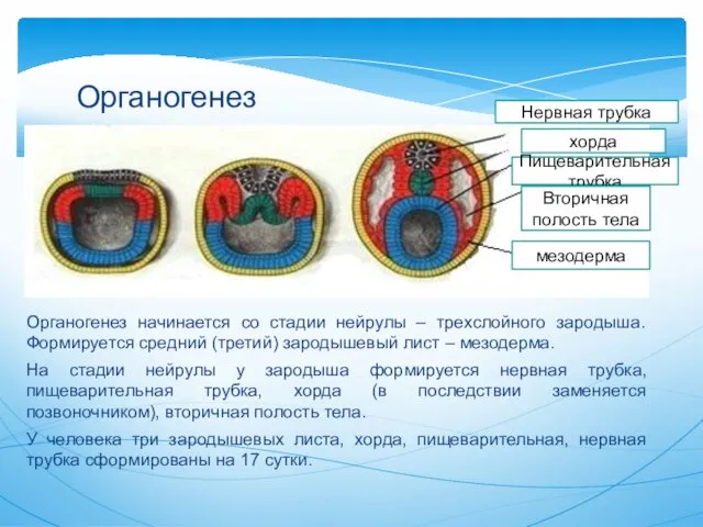 Органогенез начинается со стадии нейрулы – трехслойного зародыша. Формируется средний