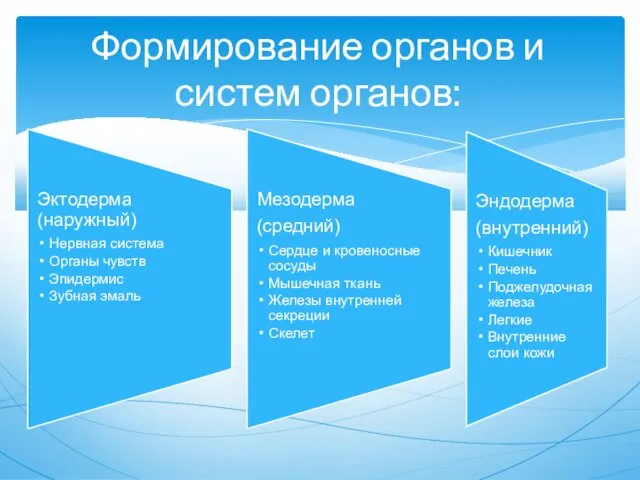 Формирование органов и систем органов: