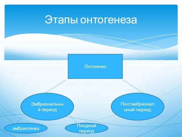 Этапы онтогенеза Онтогенез Эмбриональный период Постэмбриональный период эмбриогенез Плодный период