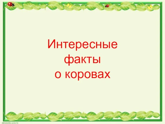 Интересные факты о коровах