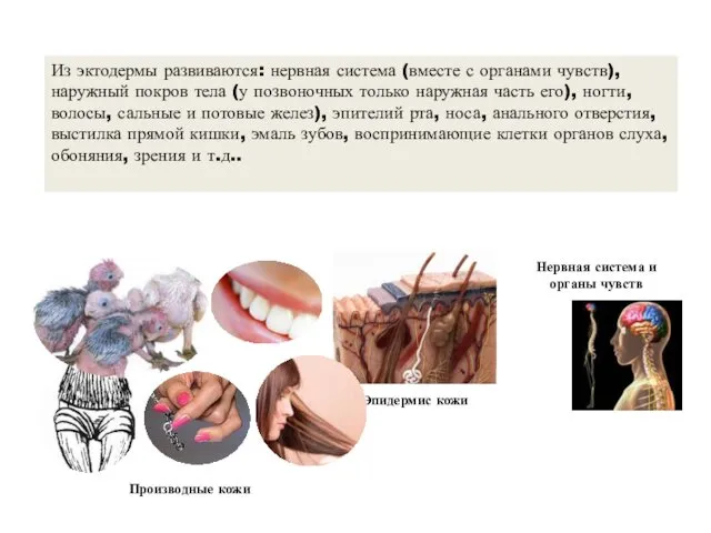 Нервная система и органы чувств Эпидермис кожи Производные кожи Из