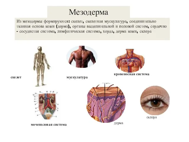 мускулатура кровеносная система скелет мочеполовая система Из мезодермы формируются: скелет,