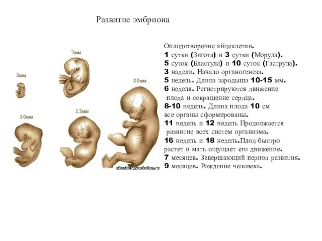 Оплодотворение яйцеклетки. 1 сутки (Зигота) и 3 сутки (Морула). 5