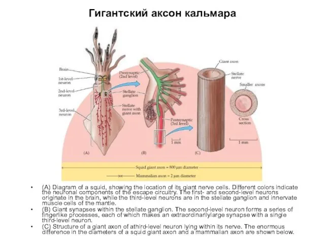 Гигантский аксон кальмара (A) Diagram of a squid, showing the