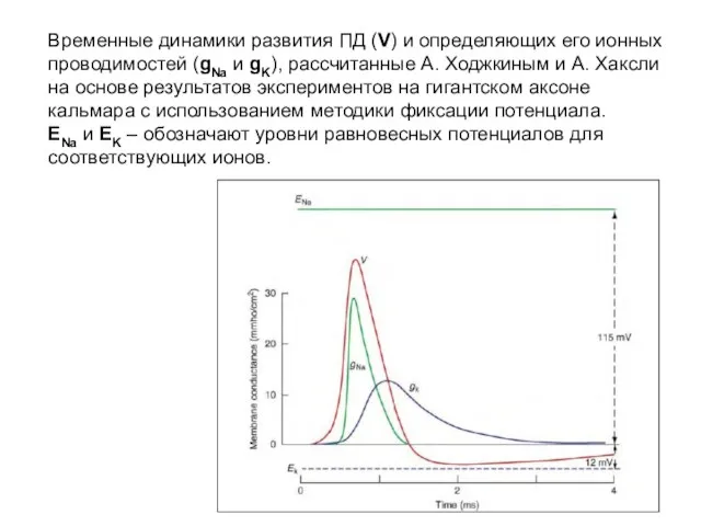 Временные динамики развития ПД (V) и определяющих его ионных проводимостей (gNa и gK),