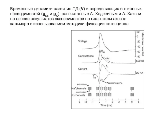 Временные динамики развития ПД (V) и определяющих его ионных проводимостей