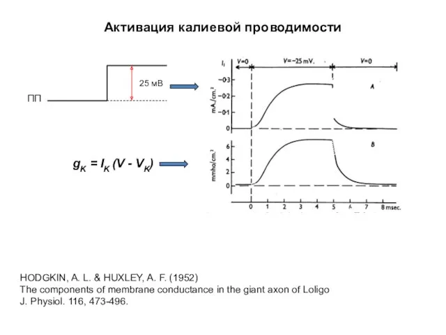 Активация калиевой проводимости ПП 25 мВ HODGKIN, A. L. & HUXLEY, A. F.