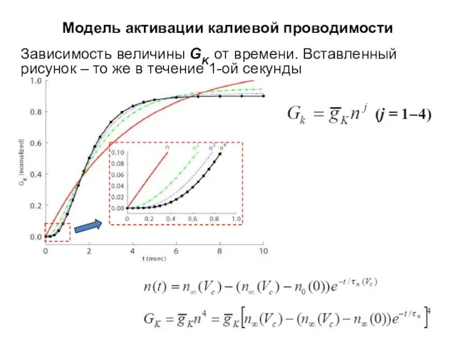 Модель активации калиевой проводимости Зависимость величины GK от времени. Вставленный рисунок – то