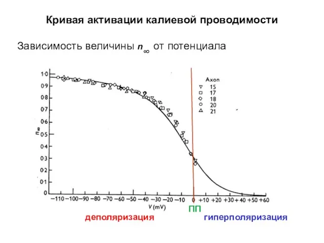 Кривая активации калиевой проводимости Зависимость величины n∞ от потенциала деполяризация гиперполяризация ПП