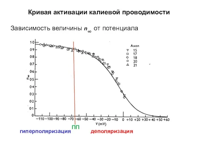 Кривая активации калиевой проводимости Зависимость величины n∞ от потенциала гиперполяризация деполяризация ПП