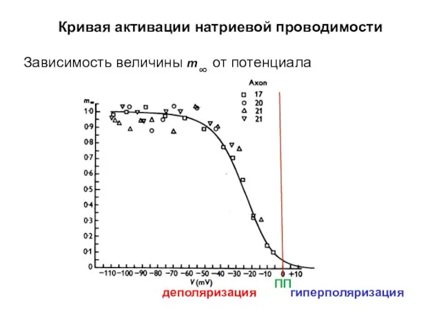 Кривая активации натриевой проводимости Зависимость величины m∞ от потенциала деполяризация гиперполяризация ПП