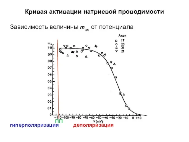 Кривая активации натриевой проводимости Зависимость величины m∞ от потенциала гиперполяризация деполяризация ПП