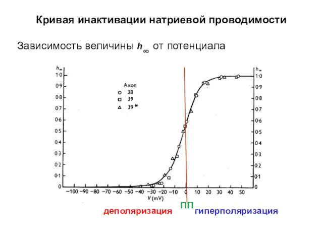 Кривая инактивации натриевой проводимости Зависимость величины h∞ от потенциала деполяризация гиперполяризация ПП