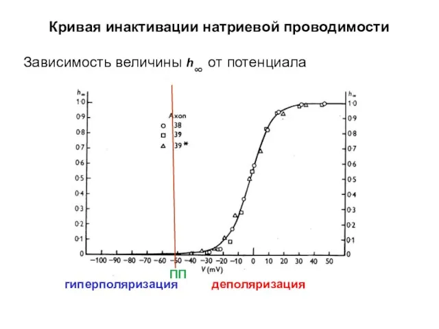 Кривая инактивации натриевой проводимости Зависимость величины h∞ от потенциала гиперполяризация деполяризация ПП