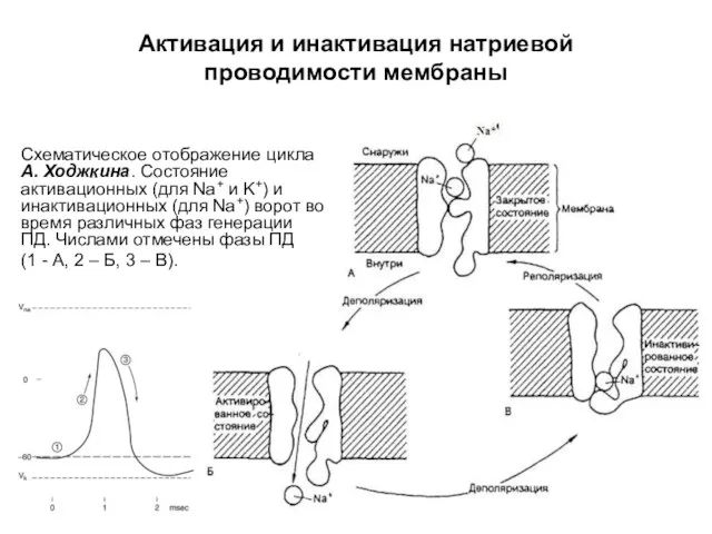 Схематическое отображение цикла А. Ходжкина. Состояние активационных (для Na+ и K+) и инактивационных