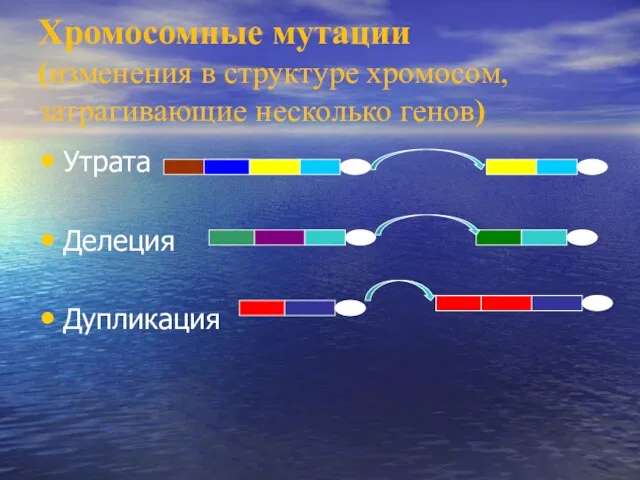 Хромосомные мутации (изменения в структуре хромосом, затрагивающие несколько генов) Утрата Делеция Дупликация