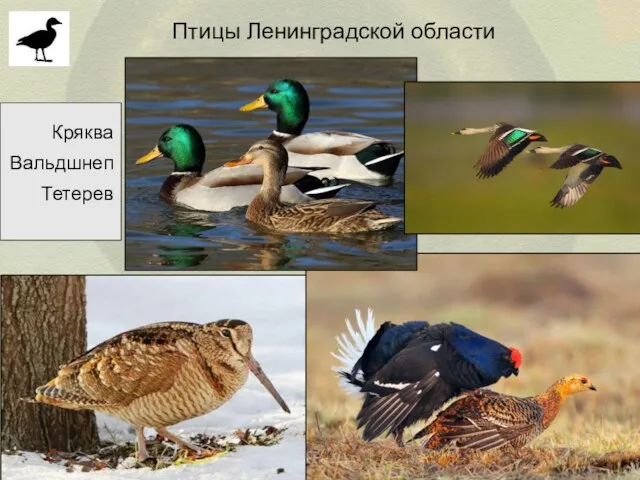 Птицы Ленинградской области Кряква Вальдшнеп Тетерев