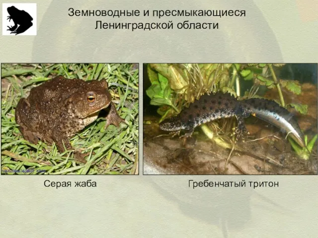 Земноводные и пресмыкающиеся Ленинградской области Серая жаба Гребенчатый тритон