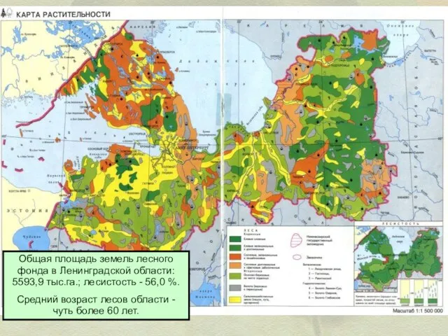 Общая площадь земель лесного фонда в Ленинградской области: 5593,9 тыс.га.;