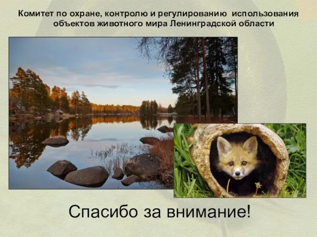Спасибо за внимание! Комитет по охране, контролю и регулированию использования объектов животного мира Ленинградской области