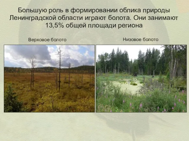 Большую роль в формировании облика природы Ленинградской области играют болота.