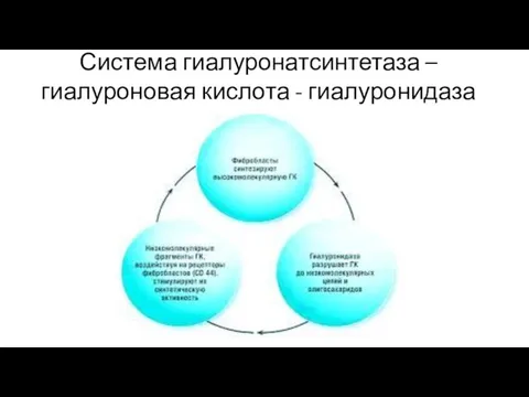 Система гиалуронатсинтетаза – гиалуроновая кислота - гиалуронидаза