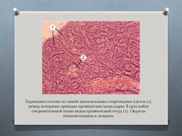 Паренхима состоит из тяжей эпителиальных секреторных клеток (1), между которыми