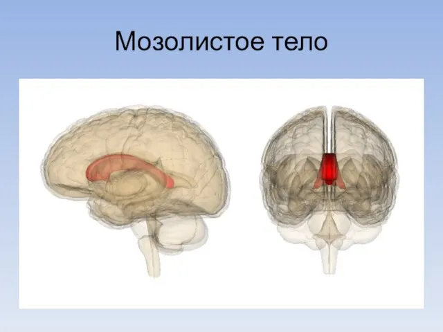 Мозолистое тело