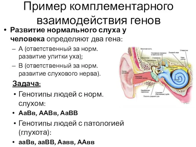 Пример комплементарного взаимодействия генов Развитие нормального слуха у человека определяют