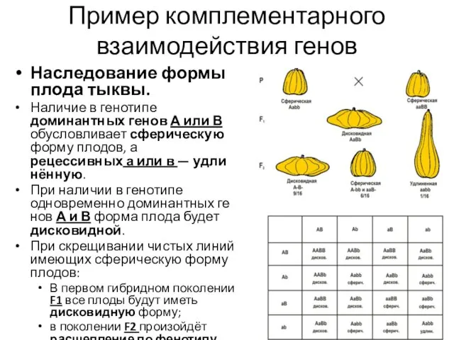 Пример комплементарного взаимодействия генов Наследование формы плода тыквы. Наличие в