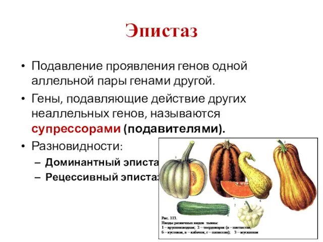 Эпистаз Подавление проявления генов одной аллельной пары генами другой. Гены,