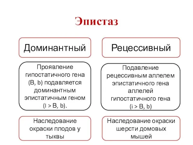 Доминантный Рецессивный Проявление гипостатичного гена (В, b) подавляется доминантным эпистатичным