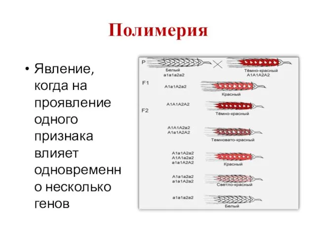 Полимерия Явление, когда на проявление одного признака влияет одновременно несколько генов