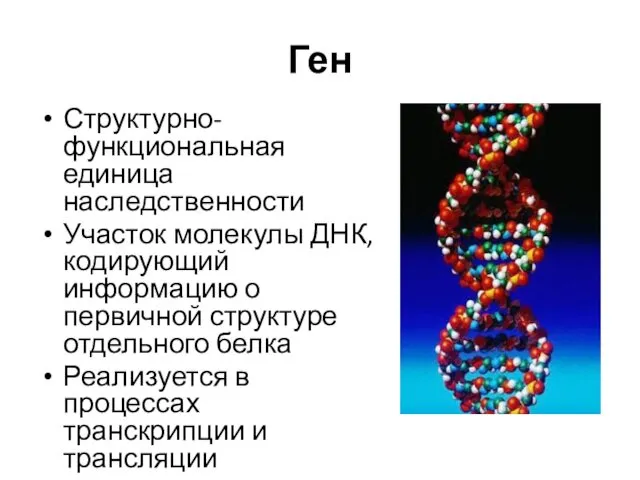 Ген Структурно-функциональная единица наследственности Участок молекулы ДНК, кодирующий информацию о