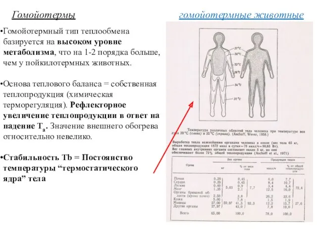 гомойотермные животные Гомойотермы