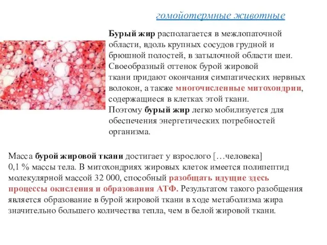 Бурый жир располагается в межлопаточной области, вдоль крупных сосудов грудной