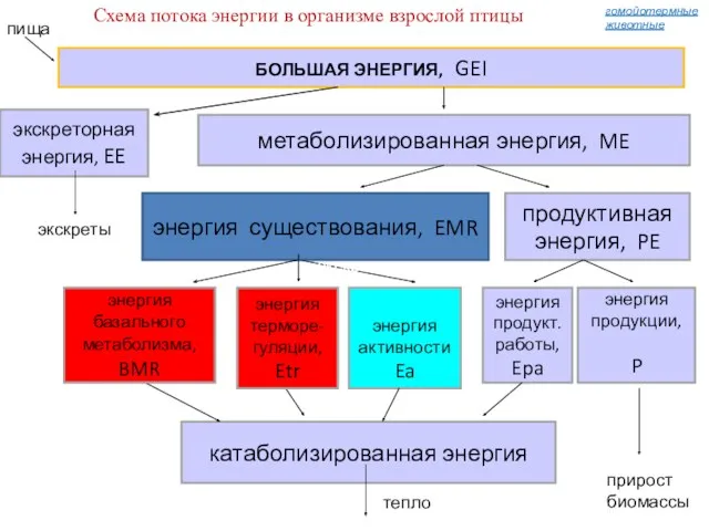 катаболизированная энергия экскреты гомойотермные животные