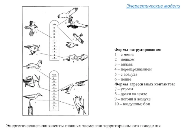 Энергетические эквиваленты главных элементов территориального поведения Формы патрулирования: 1 –