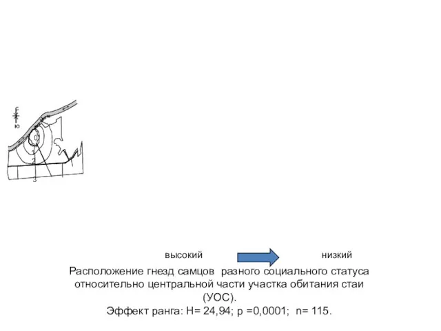 Расположение гнезд самцов разного социального статуса относительно центральной части участка