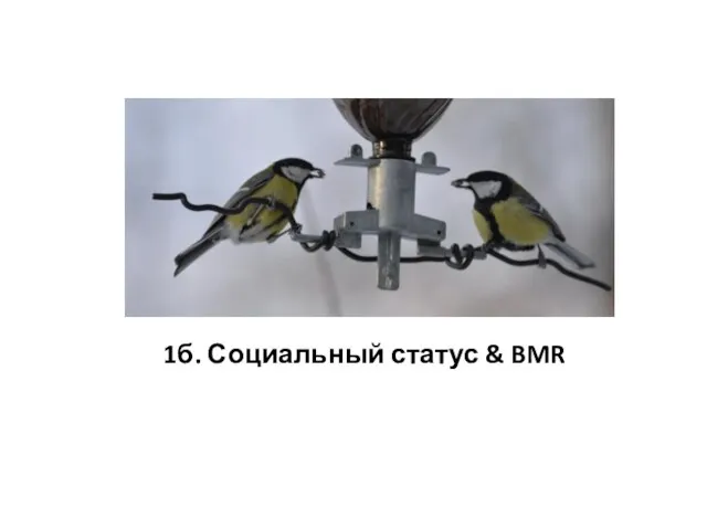 1б. Социальный статус & BMR