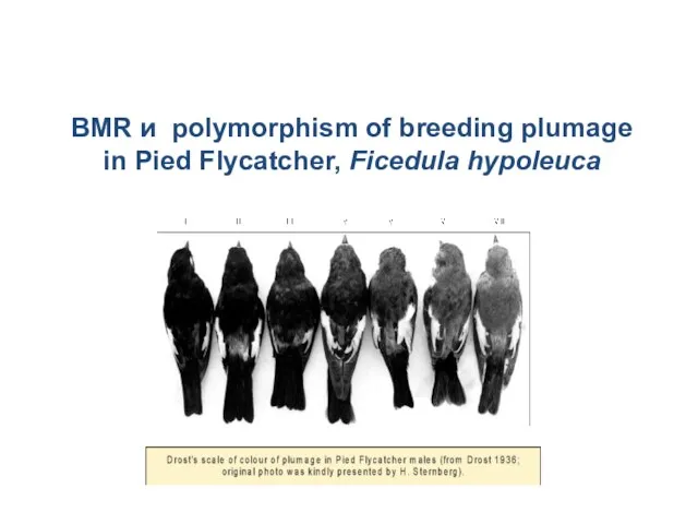 BMR и polymorphism of breeding plumage in Pied Flycatcher, Ficedula hypoleuca
