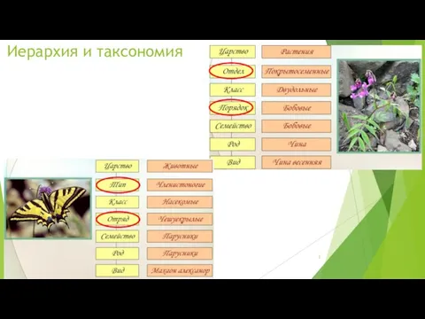 Иерархия и таксономия