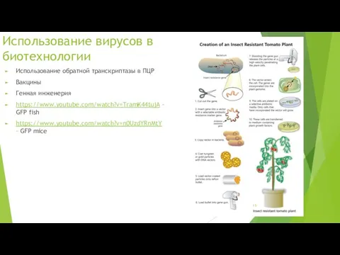 Использование вирусов в биотехнологии Использование обратной транскриптазы в ПЦР Вакцины Генная инженерия https://www.youtube.com/watch?v=TramK44tujA