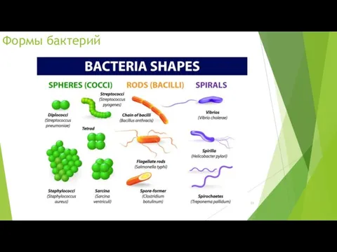 Формы бактерий
