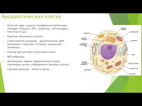 Эукариотическая клетка Наличие ядра и других мембранных органоидов (Аппарат Гольджи, ЭПС, лизосомы, митохондрии,