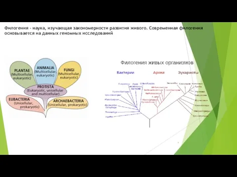 Филогения – наука, изучающая закономерности развития живого. Современная филогения основывается на данных геномных исследований