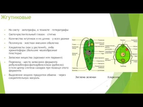 Жгутиковые На свету – автотрофы, в темноте – гетеротрофы Светочувствительный глазок – стигма