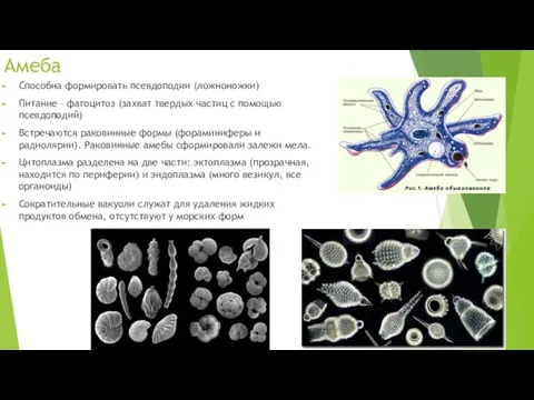 Амеба Способна формировать псевдоподии (ложноножки) Питание – фагоцитоз (захват твердых частиц с помощью